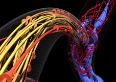 Blood flow visualization created with simulation data.” class=
